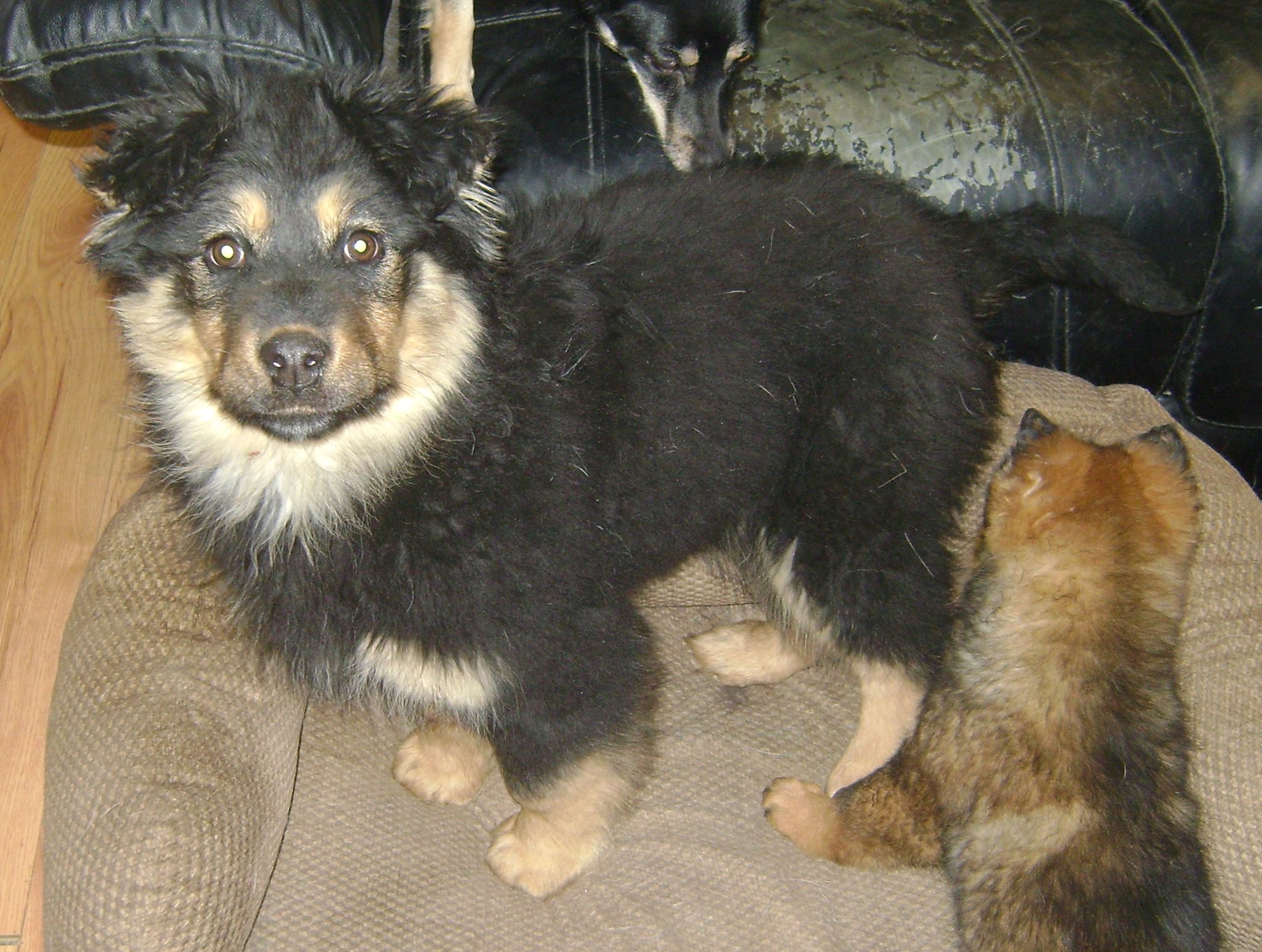 Sally is a 4-month-old, female Shepherd/Rotti/Husky Cross.