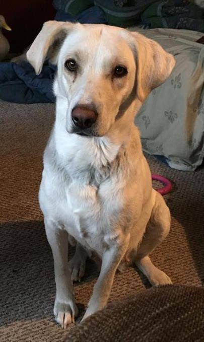 Huntress is a three-year-old, female white lab.