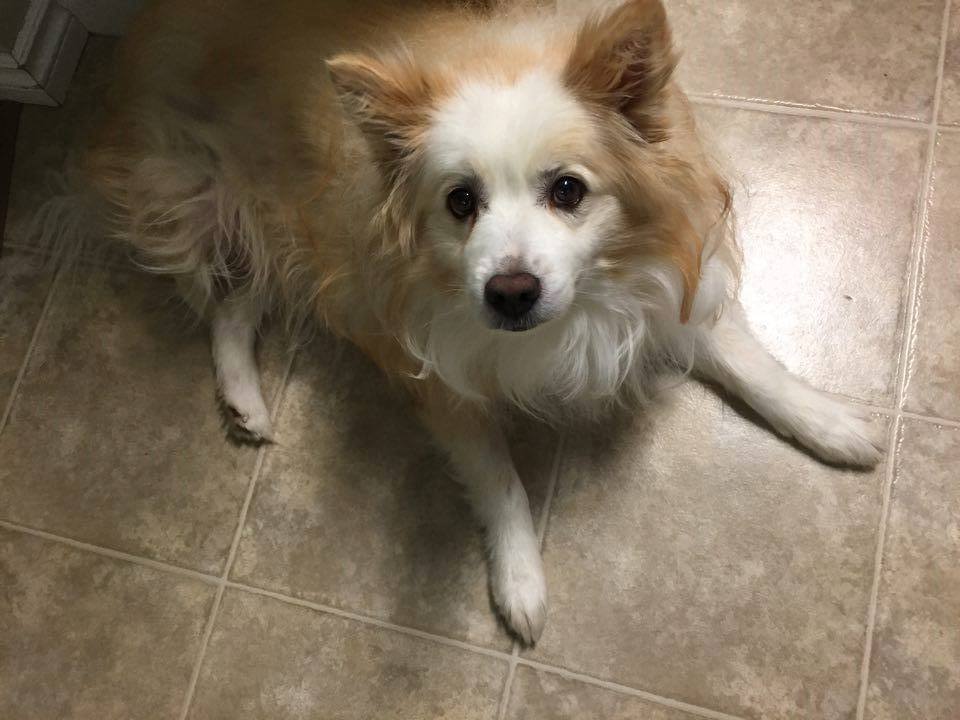 Otis is a 12-year old American Eskimo who needs somewhere more permanent to live.
