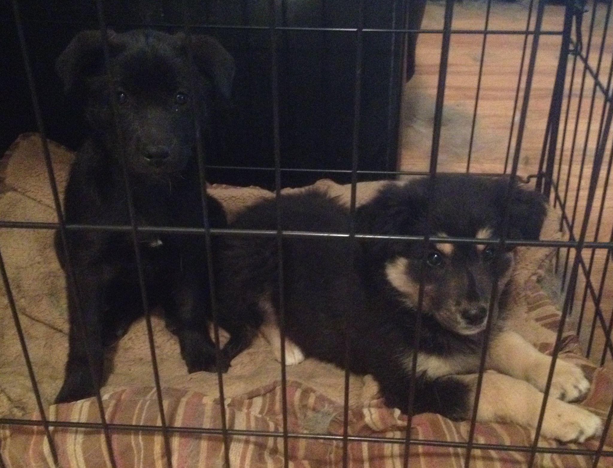 Blackie and Fluffy are mix breed pups.