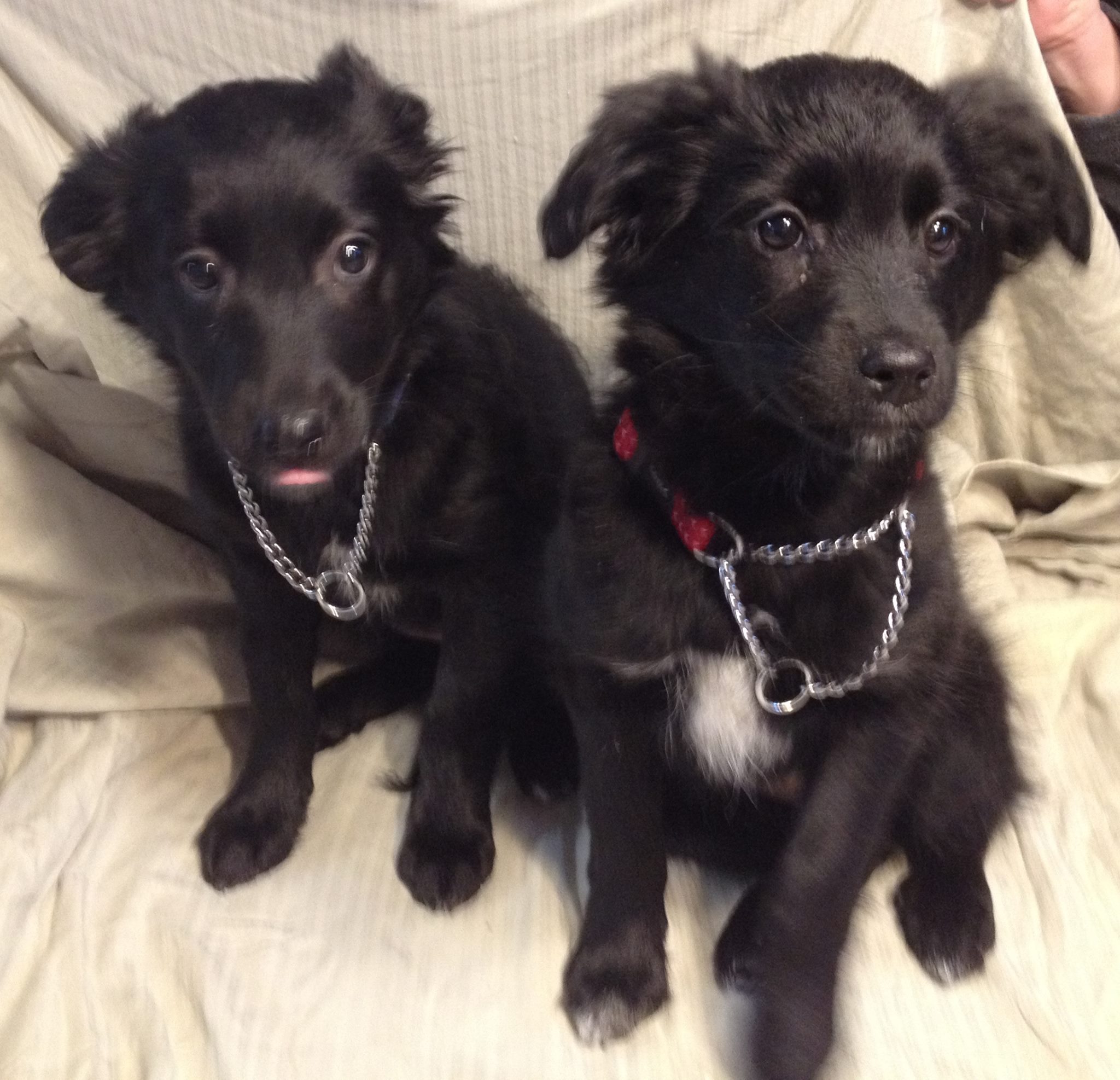 Licker and Rish are twin sibling females. They are about 10 weeks old and will be medium sized dogs. 
