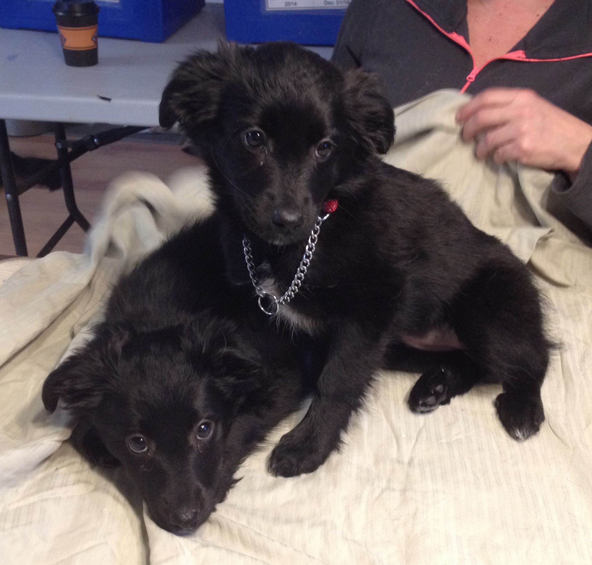 Licker and Rish are twin sibling females. They are about 10 weeks old and will be medium sized dogs. 