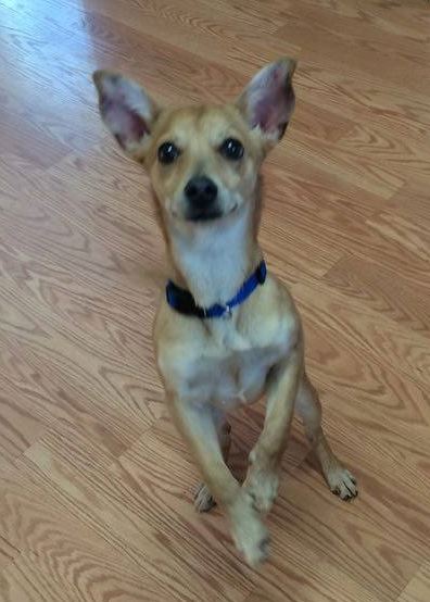 Pixel is a young female chihuahua cross looking for a home.