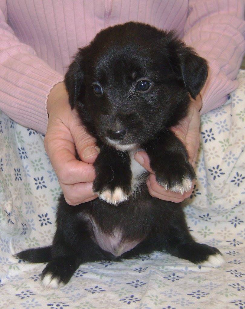 Beet is a male puppy from YARN's Pickle litter.