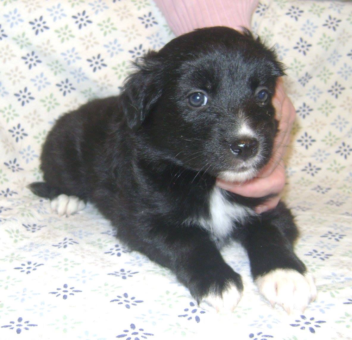Dill is a male puppy from YARN's Pickle litter.