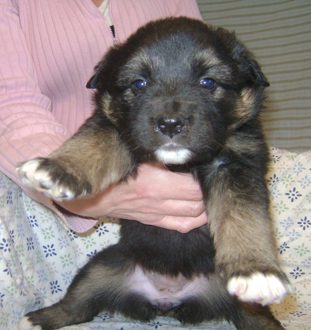Stiletto is a female puppy from YARN's Shoe Litter.