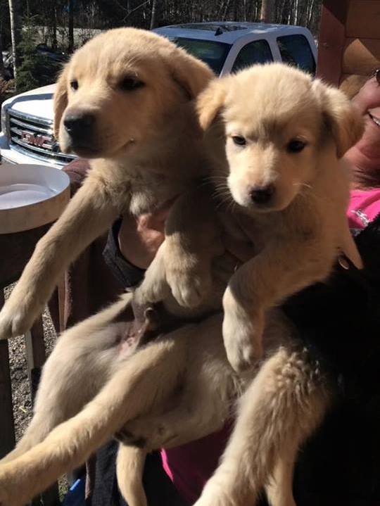 Coffee (left, male) and Baileys (right, female) are Husky/Shepherd x pups looking for homes.