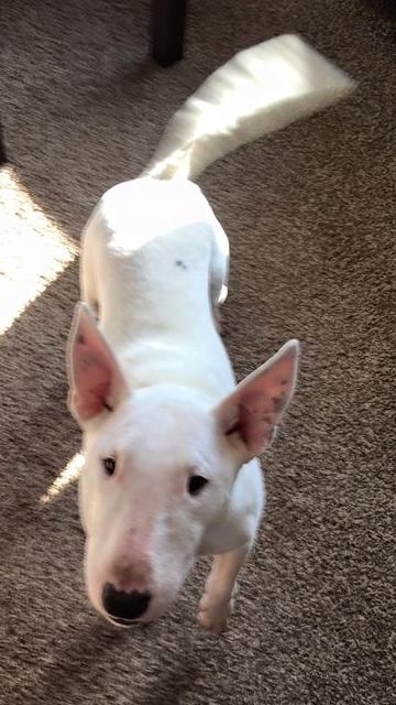 Whitey is a 5-year-old male Miniature Bull Terrier.