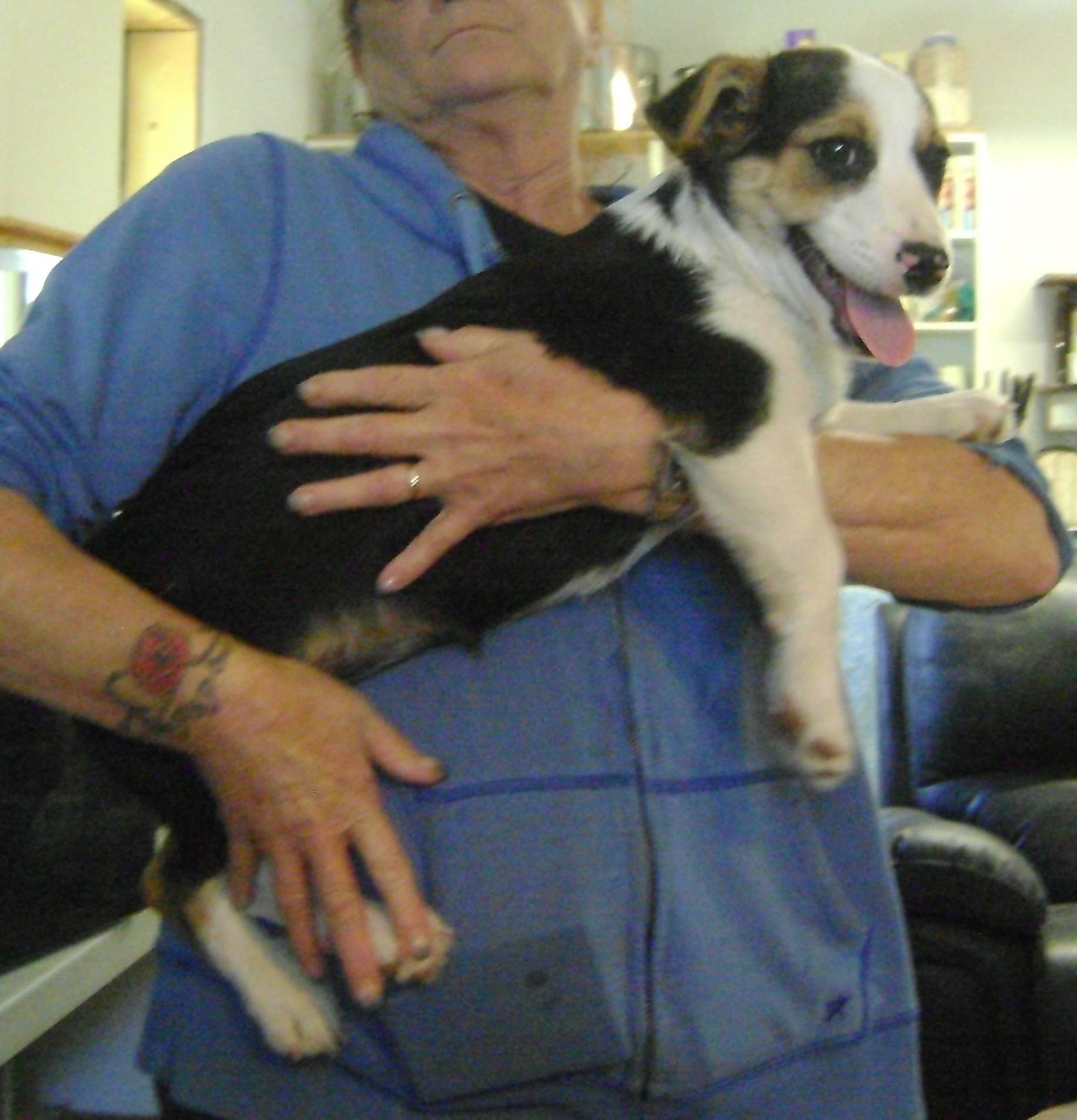 Bagel is a male Jack Russell- looking pup.