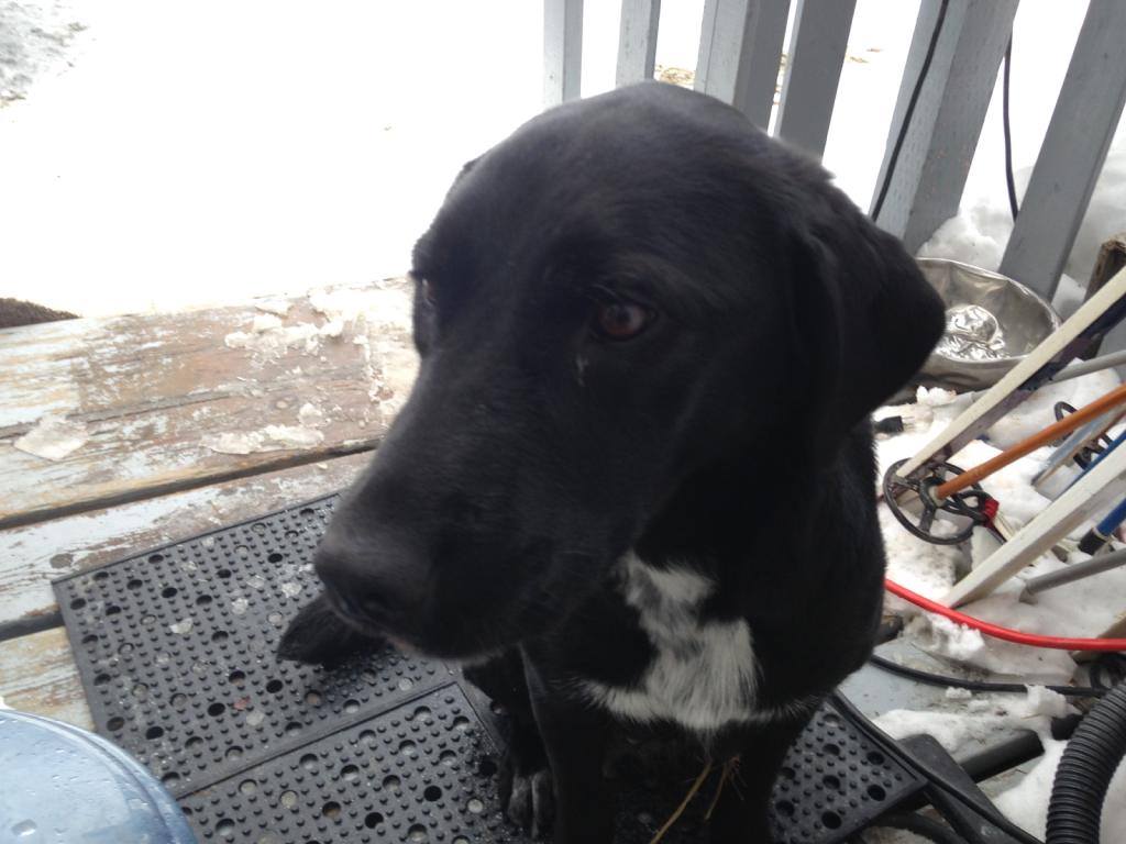 Beela, mom of the Gum Litter, is a black lab cross – but only medium/large height.