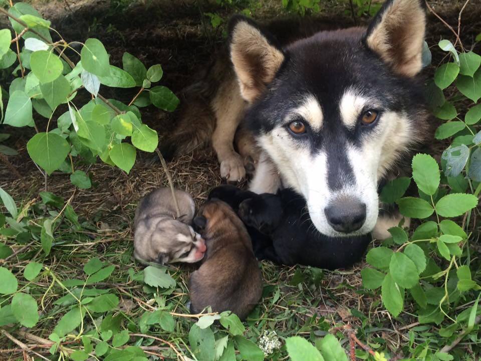 Eva is mother of the Night Litter.
