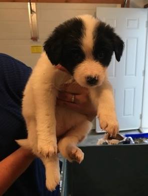 Dime is a female border collie cross from the Coin litter.