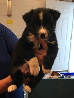 Quarter is a male border collie cross from the Coin litter.