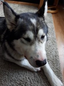 This gorgeous 2 year old neutered male husky is "Dinjik."
