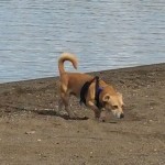 Nello is a 2-3 year old terrier cross.