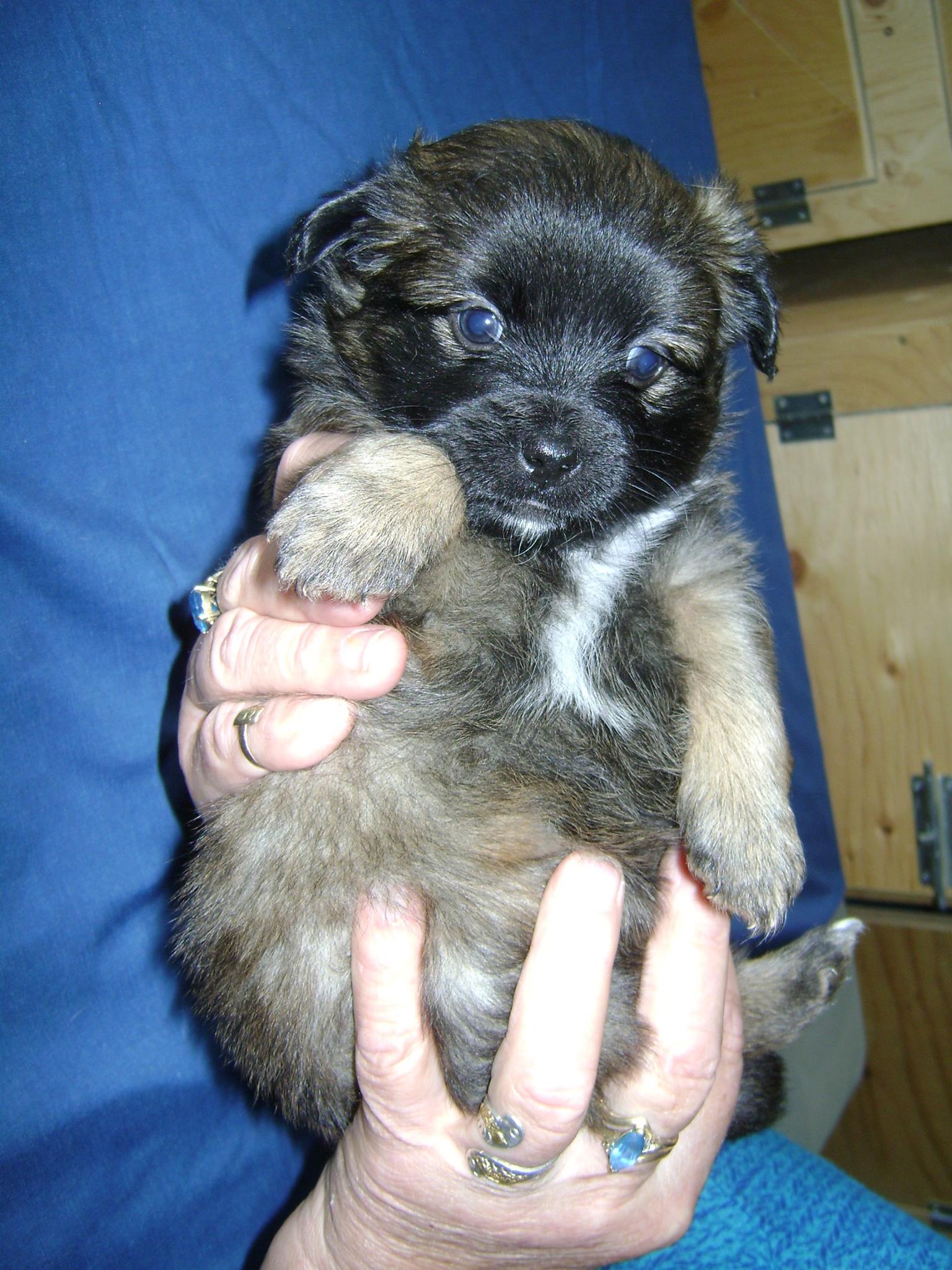 “Dorothy”. I am a 5 week old female from YARN’s “Wizard of Oz Litter”. . I will be a small breed girl.