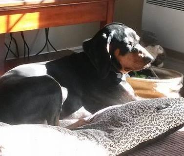 Piper is a female, 8-year-old Coon Hound.
