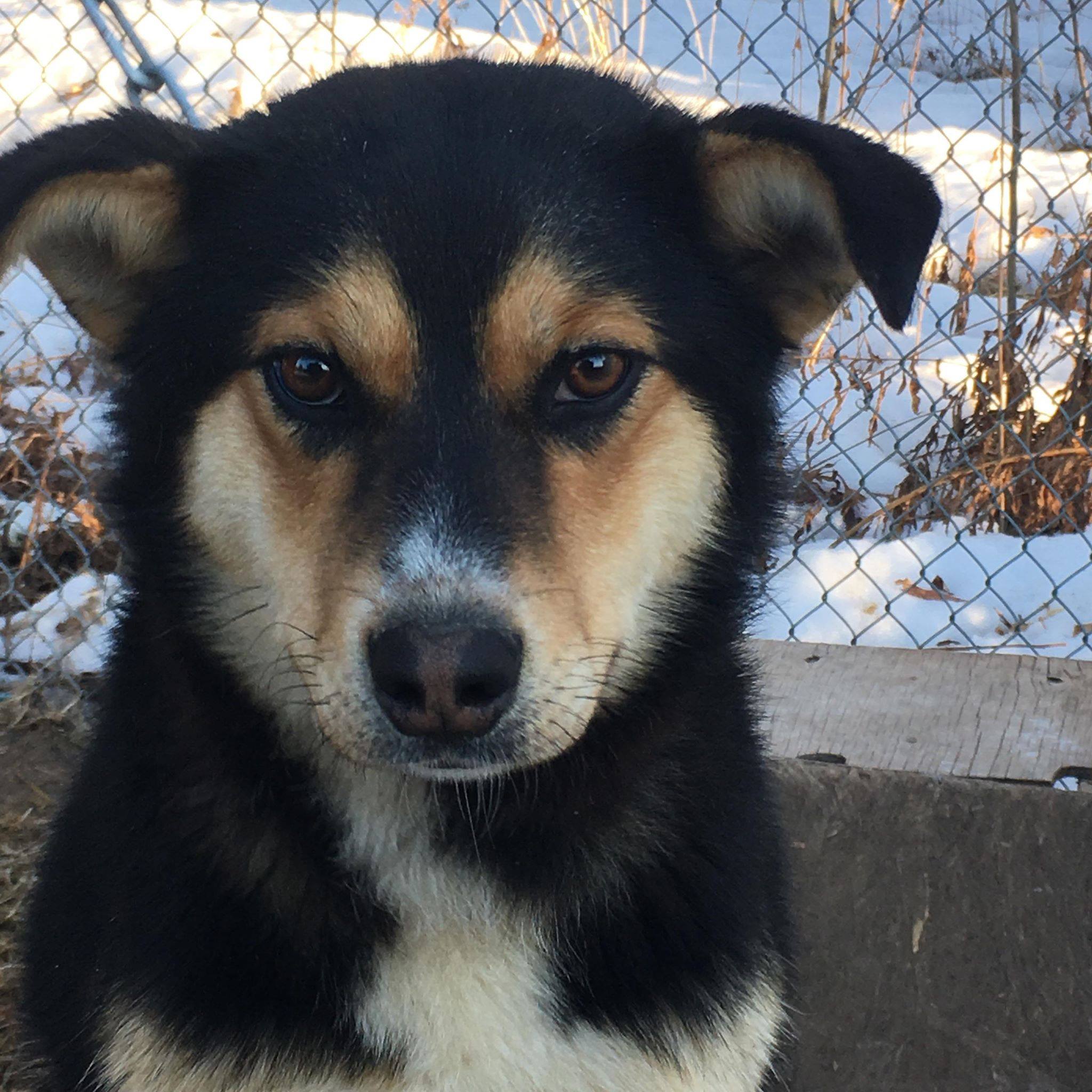 Naa Inn Shah is a young female mixed breed.