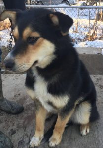 Naa Inn Shah is a young female mixed breed.